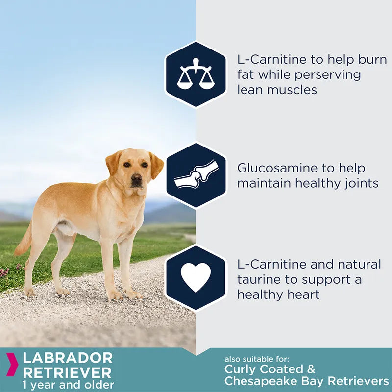 Eukanuba Labrador Retriever Adult