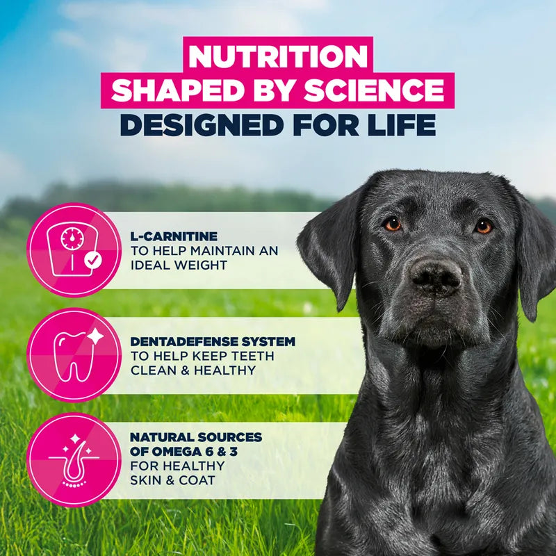 Eukanuba Premium Nutrition Mature Large & Giant Breed Chicken