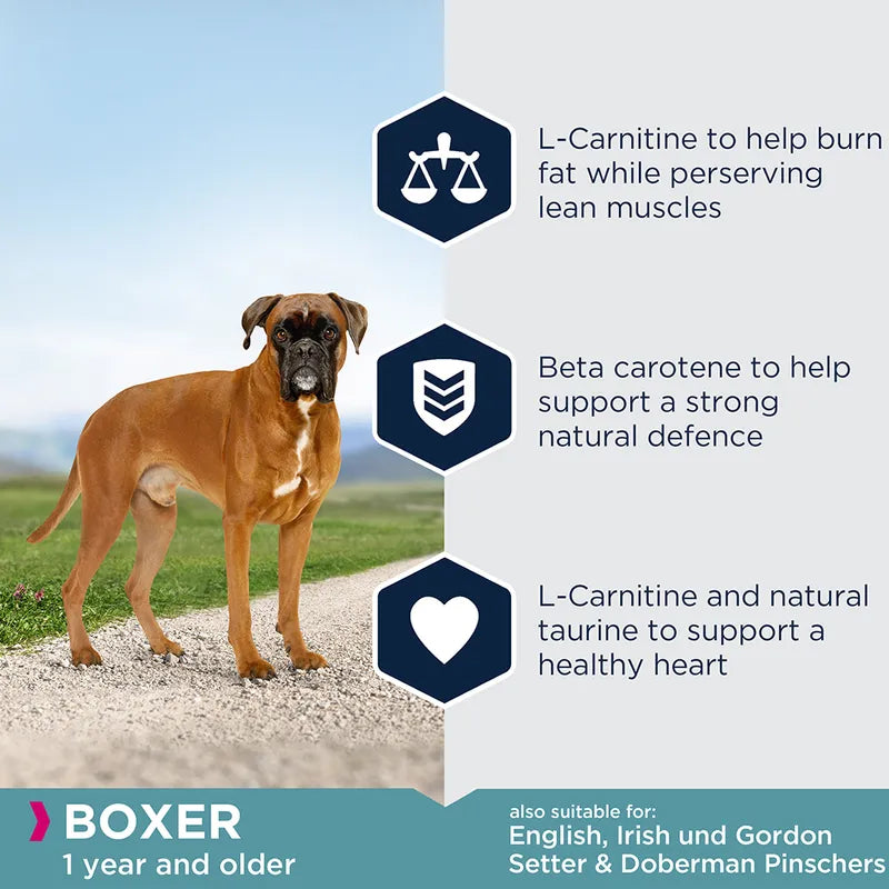 Eukanuba Boxer Adult