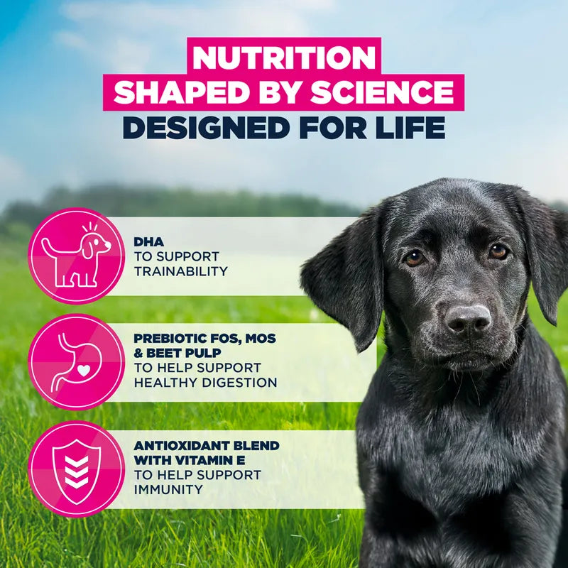 Eukanuba Premium Nutrition Puppy Large & Giant Breed Chicken