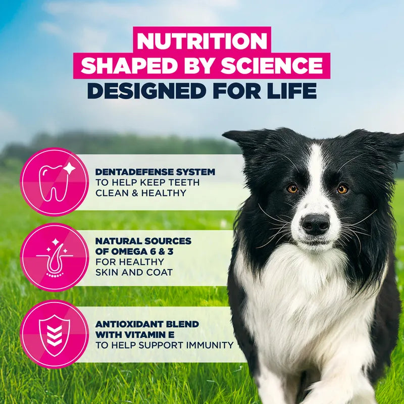 Eukanuba Premium Nutrition Adult Medium Breed Chicken